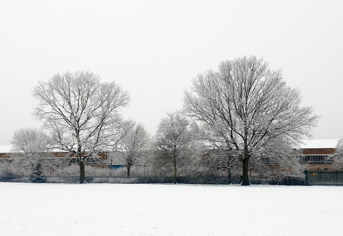 Snow covered landscape and trees